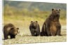 Brown Bear Sow and Cubs, Katmai National Park, Alaska by Anonymous