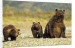 Brown Bear Sow and Cubs, Katmai National Park, Alaska by Anonymous