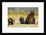 Brown Bear Sow and Cubs, Katmai National Park, Alaska by Anonymous