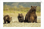 Brown Bear Sow and Cubs, Katmai National Park, Alaska by Anonymous