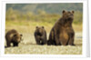 Brown Bear Sow and Cubs, Katmai National Park, Alaska by Anonymous