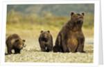 Brown Bear Sow and Cubs, Katmai National Park, Alaska by Anonymous