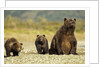 Brown Bear Sow and Cubs, Katmai National Park, Alaska by Anonymous