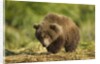 Brown Bear Spring Cub, Katmai National Park, Alaska by Anonymous