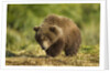 Brown Bear Spring Cub, Katmai National Park, Alaska by Anonymous