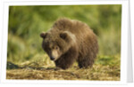 Brown Bear Spring Cub, Katmai National Park, Alaska by Anonymous