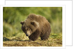 Brown Bear Spring Cub, Katmai National Park, Alaska by Anonymous