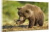 Brown Bear Spring Cub, Katmai National Park, Alaska by Anonymous