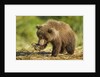 Brown Bear Spring Cub, Katmai National Park, Alaska by Anonymous