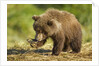 Brown Bear Spring Cub, Katmai National Park, Alaska by Anonymous