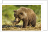 Brown Bear Spring Cub, Katmai National Park, Alaska by Anonymous