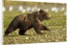 Brown Bear Spring Cubs, Katmai National Park, Alaska by Anonymous