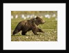 Brown Bear Spring Cubs, Katmai National Park, Alaska by Anonymous