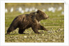 Brown Bear Spring Cubs, Katmai National Park, Alaska by Anonymous