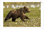 Brown Bear Spring Cubs, Katmai National Park, Alaska by Anonymous