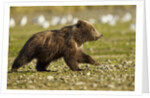 Brown Bear Spring Cubs, Katmai National Park, Alaska by Anonymous