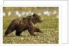 Brown Bear Spring Cubs, Katmai National Park, Alaska by Anonymous