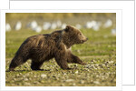 Brown Bear Spring Cubs, Katmai National Park, Alaska by Anonymous