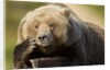 Resting Brown Bear, Katmai National Park, Alaska by Anonymous