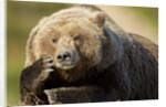 Resting Brown Bear, Katmai National Park, Alaska by Anonymous