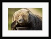 Resting Brown Bear, Katmai National Park, Alaska by Anonymous