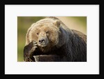 Resting Brown Bear, Katmai National Park, Alaska by Anonymous