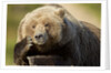 Resting Brown Bear, Katmai National Park, Alaska by Anonymous