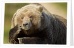 Resting Brown Bear, Katmai National Park, Alaska by Anonymous