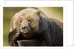 Resting Brown Bear, Katmai National Park, Alaska by Anonymous