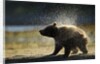 Brown Bear Spring Cub, Katmai National Park, Alaska by Anonymous