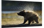 Brown Bear Spring Cub, Katmai National Park, Alaska by Anonymous