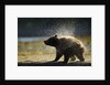 Brown Bear Spring Cub, Katmai National Park, Alaska by Anonymous