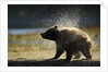 Brown Bear Spring Cub, Katmai National Park, Alaska by Anonymous