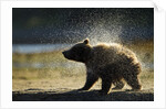 Brown Bear Spring Cub, Katmai National Park, Alaska by Anonymous