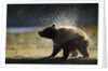 Brown Bear Spring Cub, Katmai National Park, Alaska by Anonymous