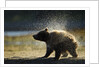 Brown Bear Spring Cub, Katmai National Park, Alaska by Anonymous