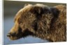 Ice-covered Brown Bear, Katmai National Park, Alaska by Anonymous