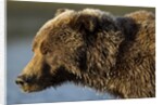 Ice-covered Brown Bear, Katmai National Park, Alaska by Anonymous
