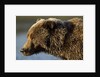 Ice-covered Brown Bear, Katmai National Park, Alaska by Anonymous