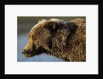 Ice-covered Brown Bear, Katmai National Park, Alaska by Anonymous