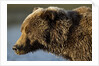Ice-covered Brown Bear, Katmai National Park, Alaska by Anonymous