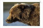 Ice-covered Brown Bear, Katmai National Park, Alaska by Anonymous