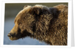 Ice-covered Brown Bear, Katmai National Park, Alaska by Anonymous