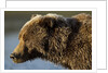 Ice-covered Brown Bear, Katmai National Park, Alaska by Anonymous