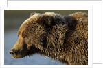 Ice-covered Brown Bear, Katmai National Park, Alaska by Anonymous