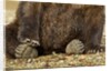Brown Bear Paws, Katmai National Park, Alaska by Anonymous