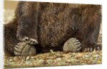 Brown Bear Paws, Katmai National Park, Alaska by Anonymous