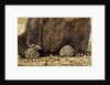 Brown Bear Paws, Katmai National Park, Alaska by Anonymous