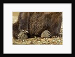 Brown Bear Paws, Katmai National Park, Alaska by Anonymous