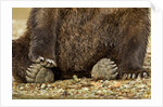Brown Bear Paws, Katmai National Park, Alaska by Anonymous